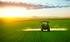 photo of man in corn field