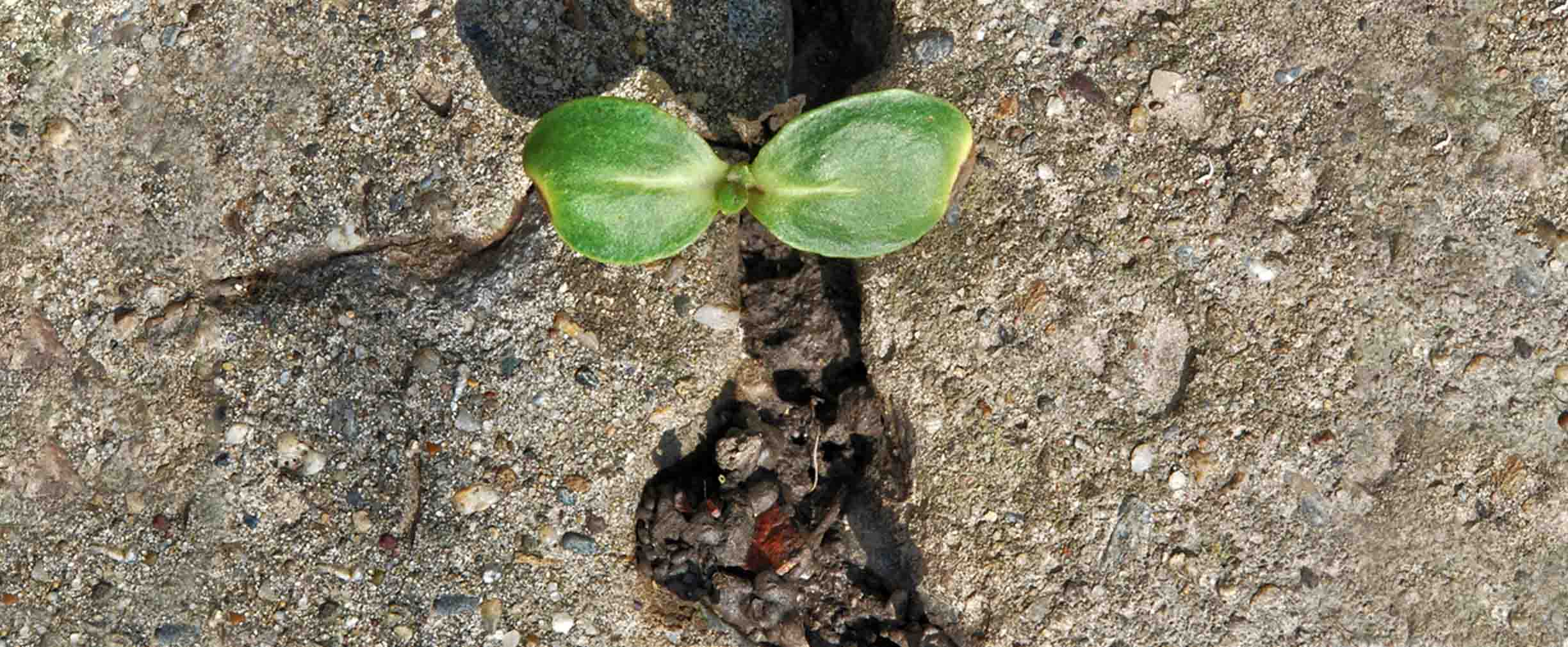 planta resistente que crece en una rajadura en el concreto