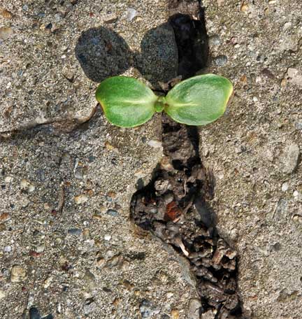 resilient plant growing through concrete cracks