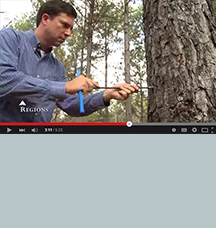 hombre en un bosque de pinos que representa los recursos naturales